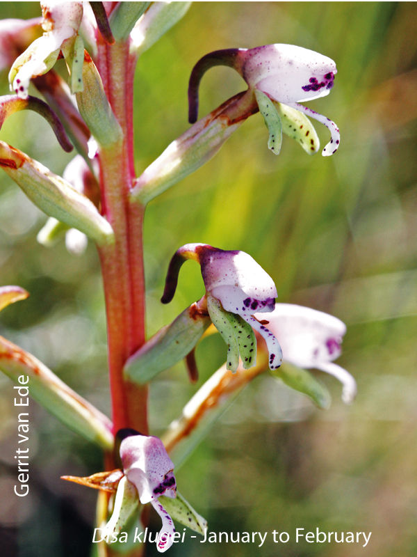 Disa klugei by Gerrit van Ede