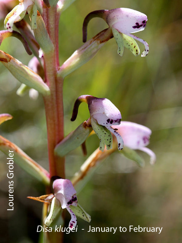 Disa klugei by Lourens Grobler 1