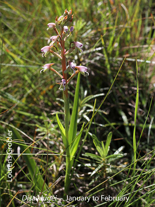 Disa klugei by Lourens Grobler 2