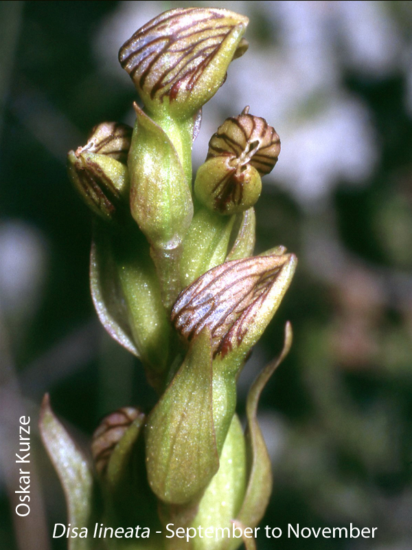 Disa lineata by Oskar Kurze