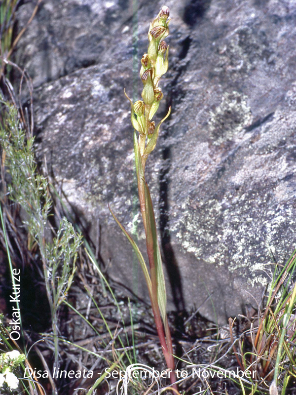 Disa lineata by Oskar Kurze