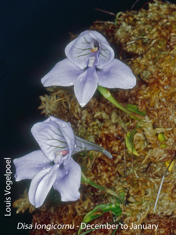 Disa longicornu by Louis Vogelpoel