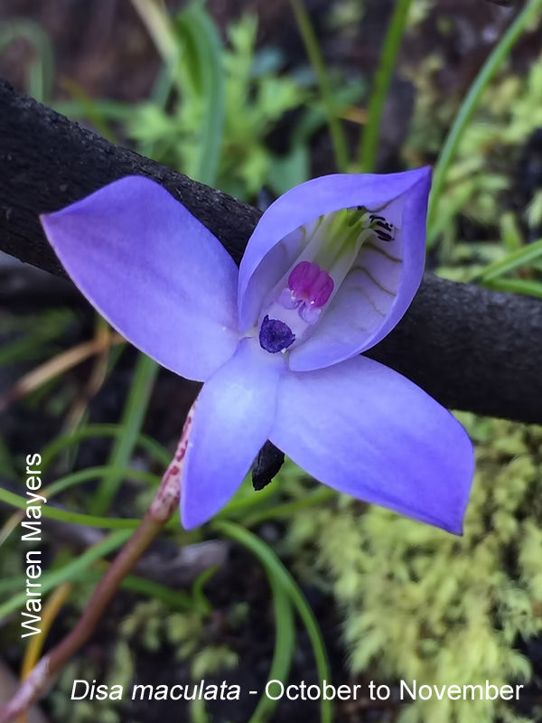 Disa maculata by Warren Mayers