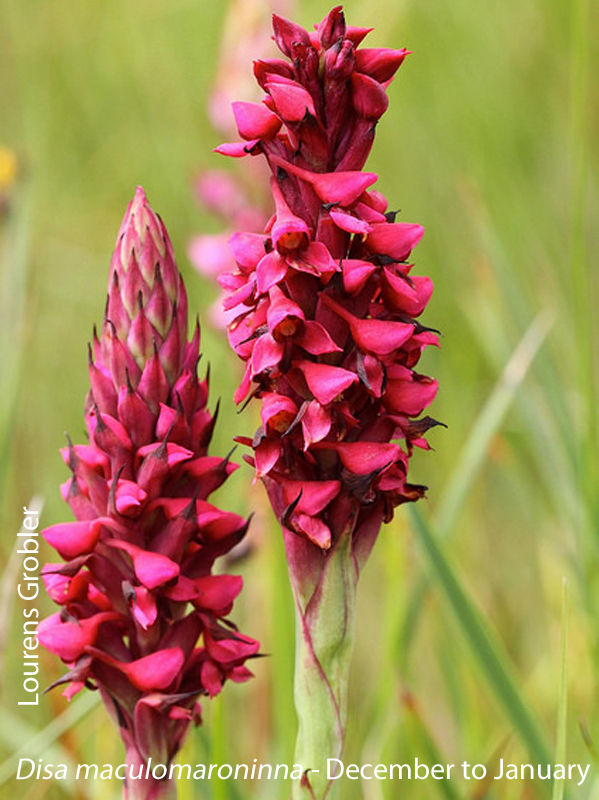 Disa maculomaroninna by Lourens Grobler 01