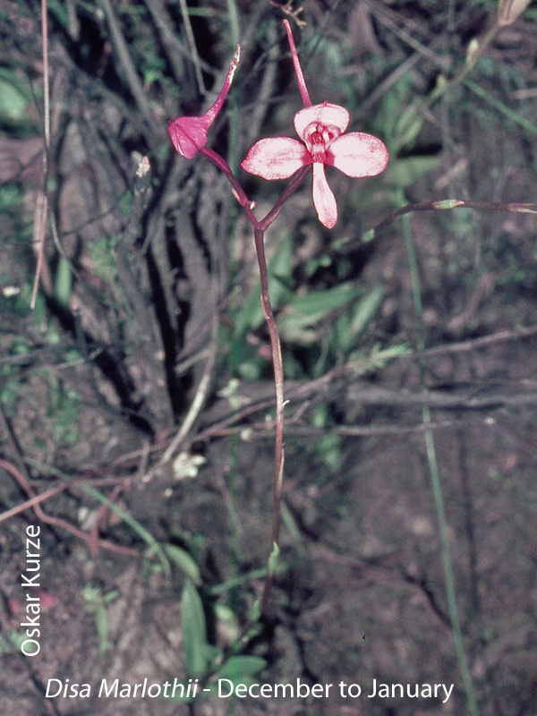 Disa marlothii by Oskar Kurze