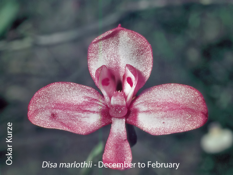 Disa marlothii by Oskar Kurze