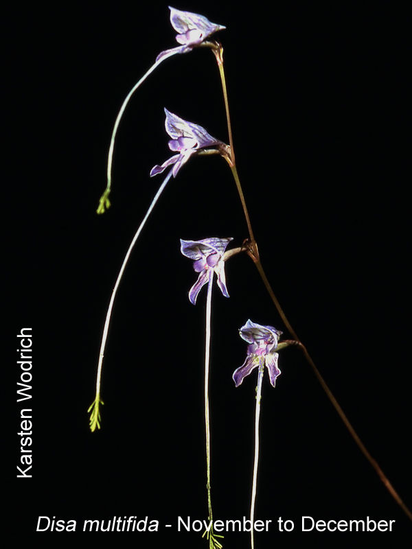 Disa multifida by Karsten Wodrich