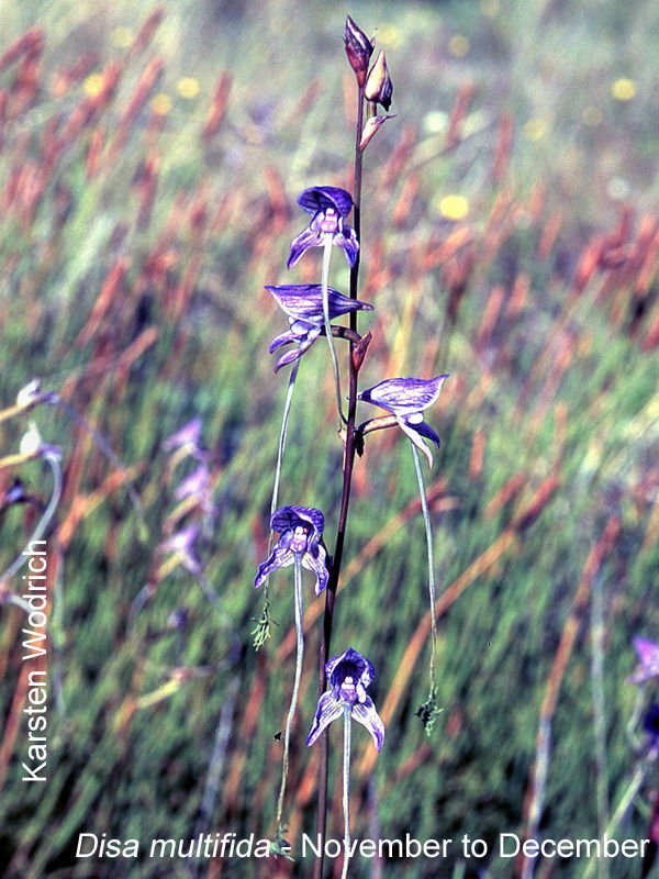 Disa multifida by Karsten Wodrich