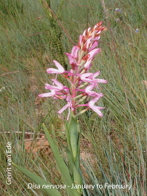 Disa nervosa by Gerrit van Ede