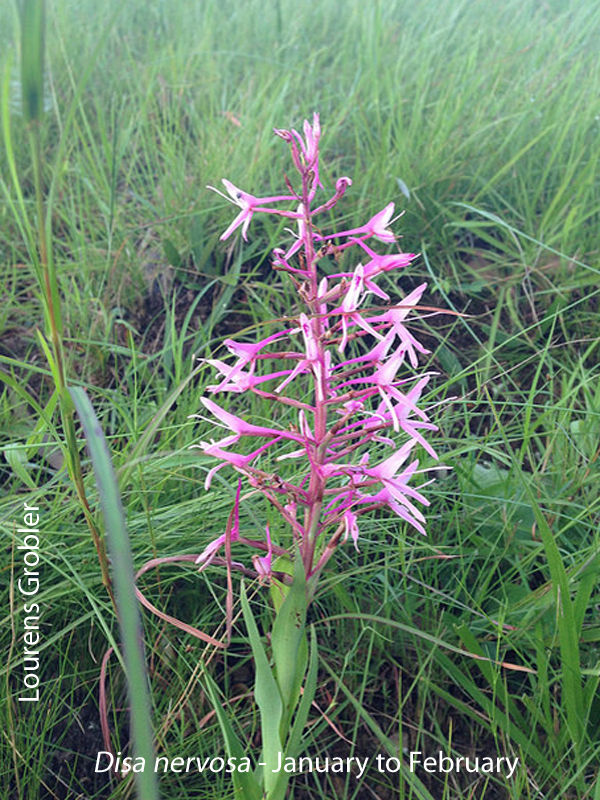 Disa nervosa by Lourens Grobler