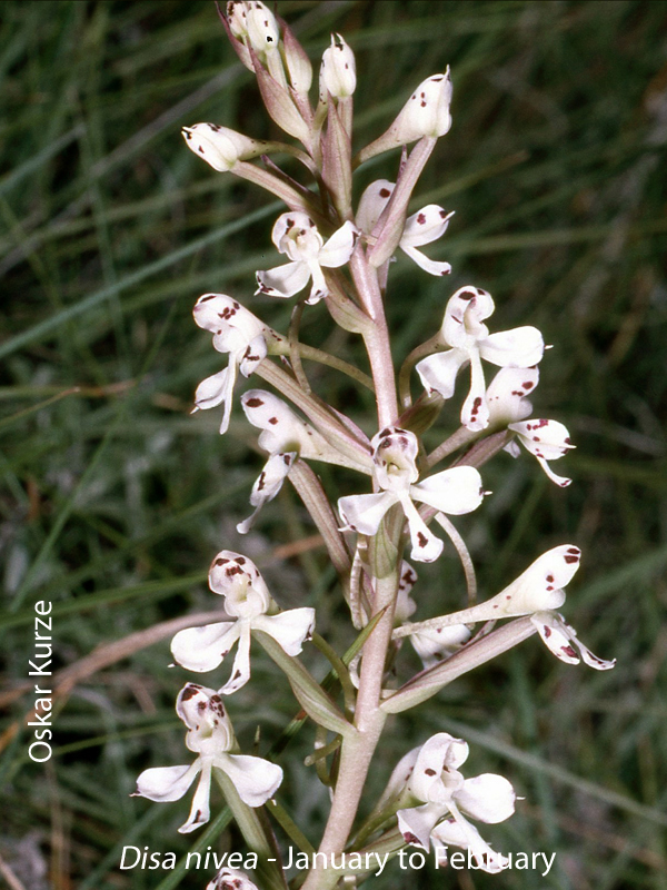 Disa nivea by Oskar Kurze