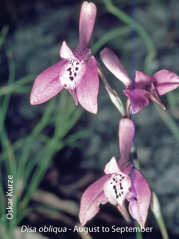 Disa obliqua by Oskar Kurze