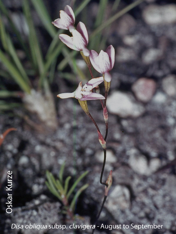 Disa obliqua by Oskar Kurze
