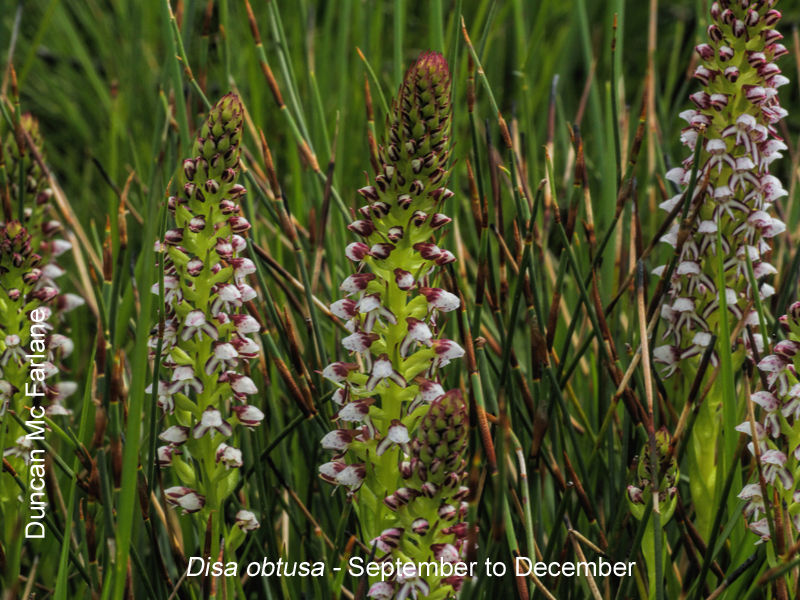 Disa obtusa by Duncan McFarlane