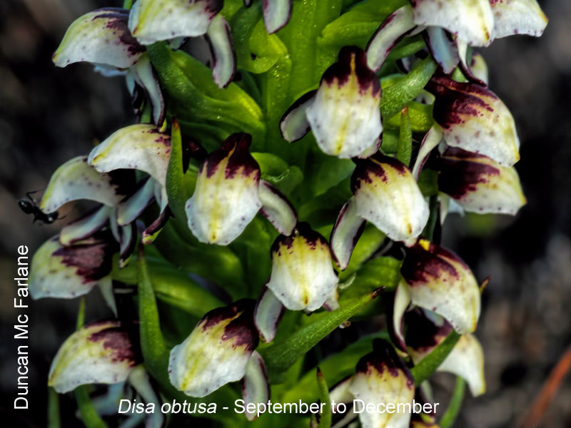 Disa obtusa by Duncan McFarlane