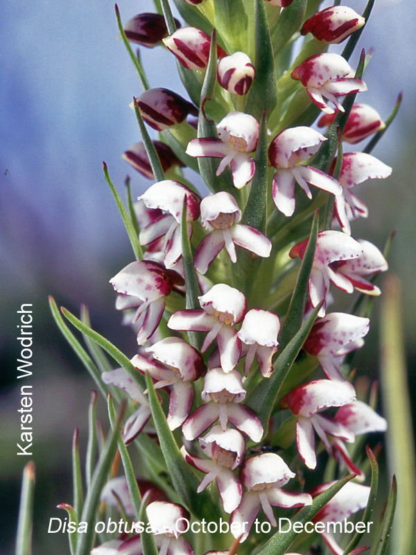 Disa obtusa by Karsten Wodrich