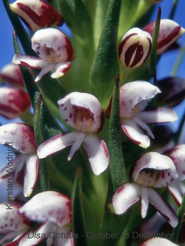 Disa obtusa by Karsten Wodrich