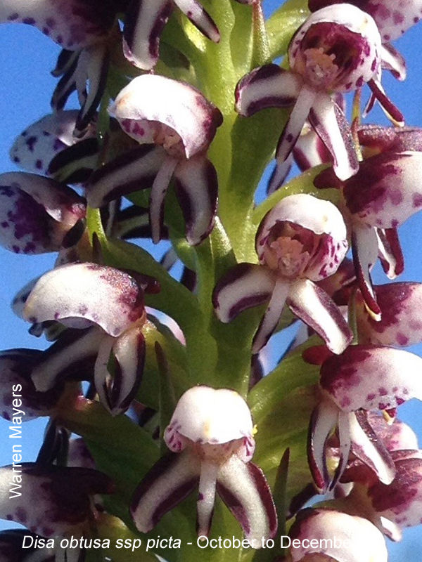 Disa obtusa ssp picta by Warren Mayers 