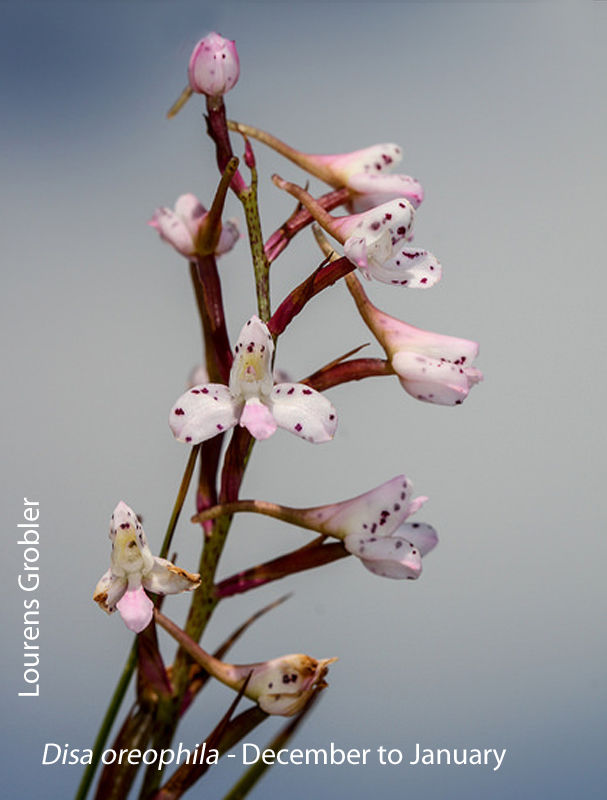 Disa oreophila by Lourens Grobler