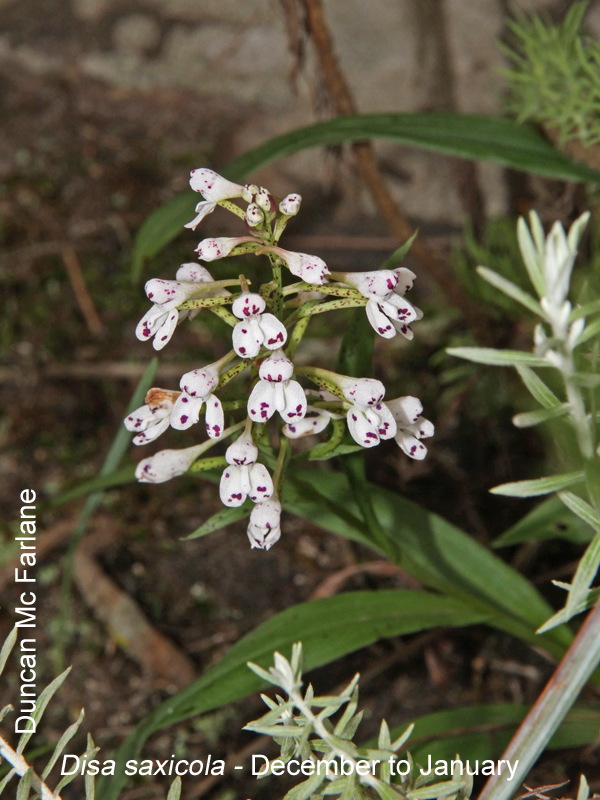 Disa saxicola by Duncan McFarlane