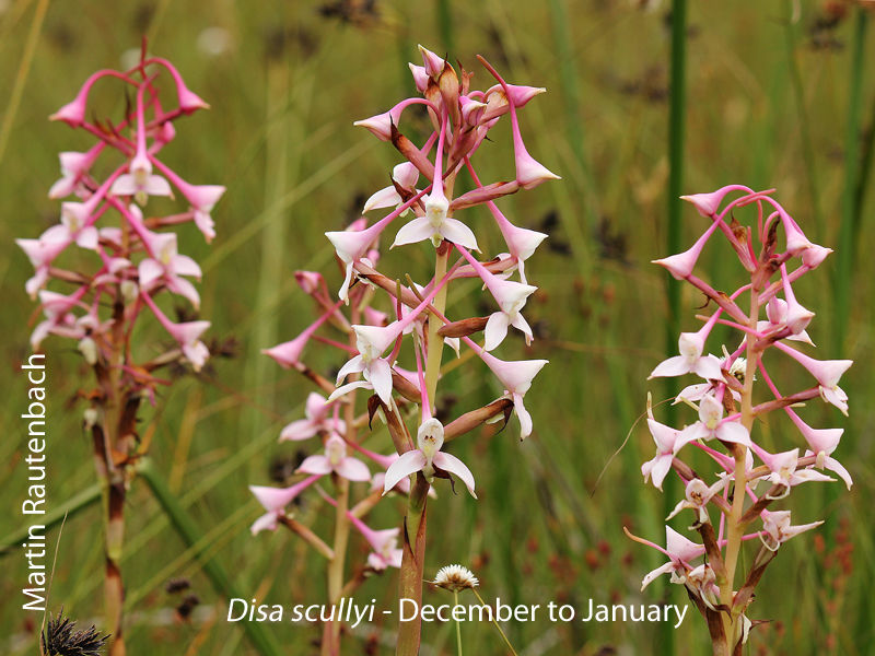 Disa scullyi by Martin Rautenbach 