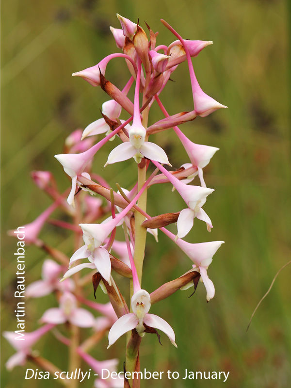 Disa scullyi by Martin Rautenbach 