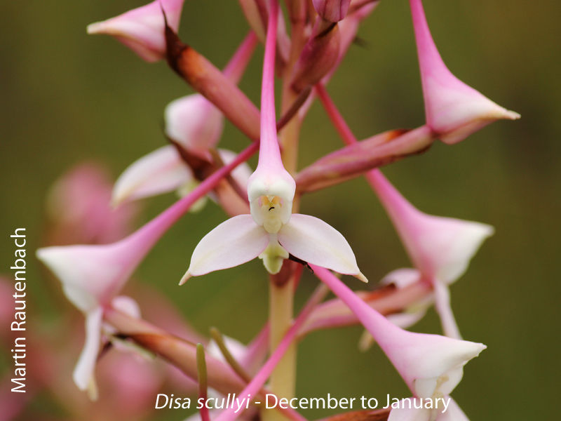 Disa scullyi by Martin Rautenbach 