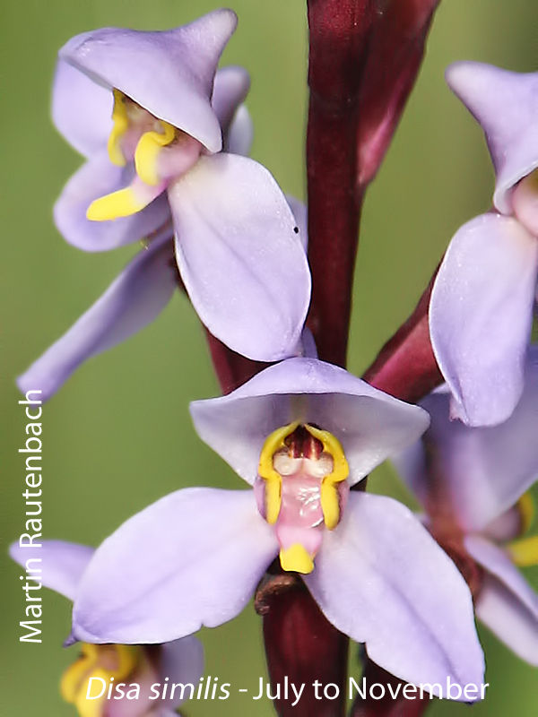 Disa similis by Martin Rautenbach 