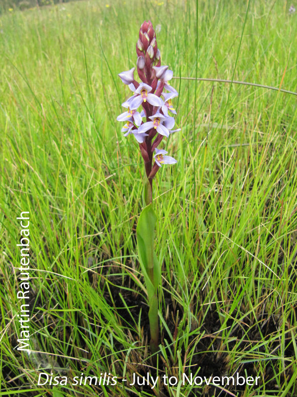 Disa similis by Martin Rautenbach 
