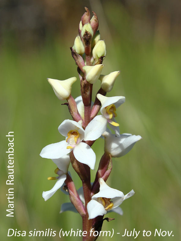 Disa similis by Martin Rautenbach 