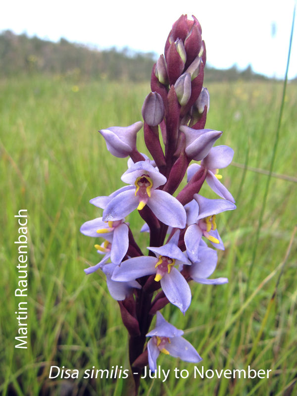 Disa similis by Martin Rautenbach 