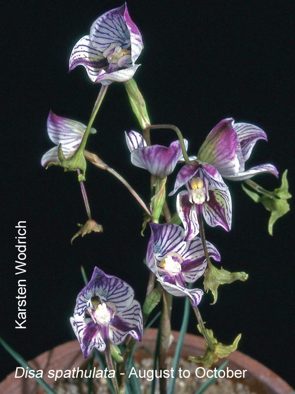 Disa spathulata by Karsten Wodrich