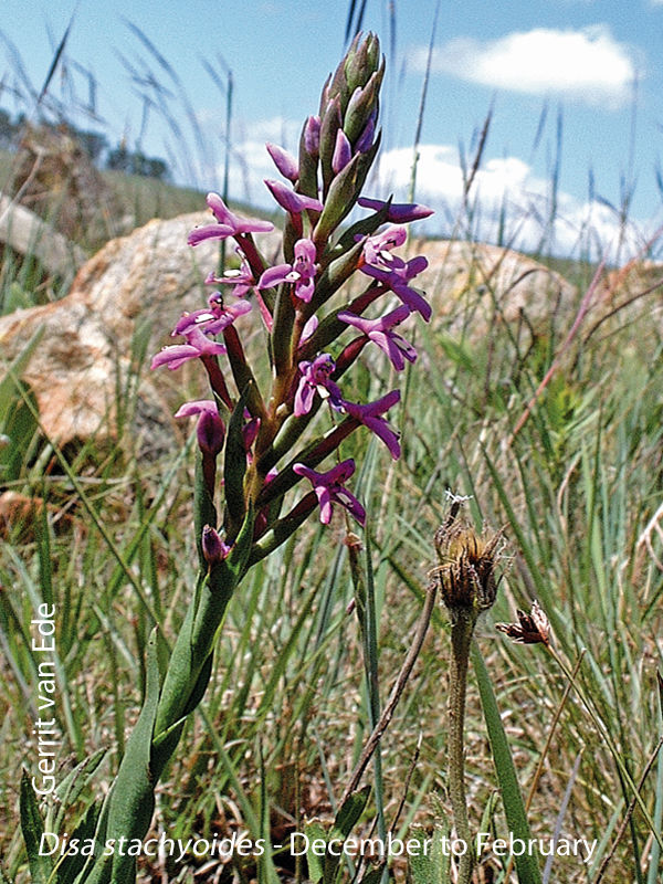 Disa stachyoides by Gerrit van Ede