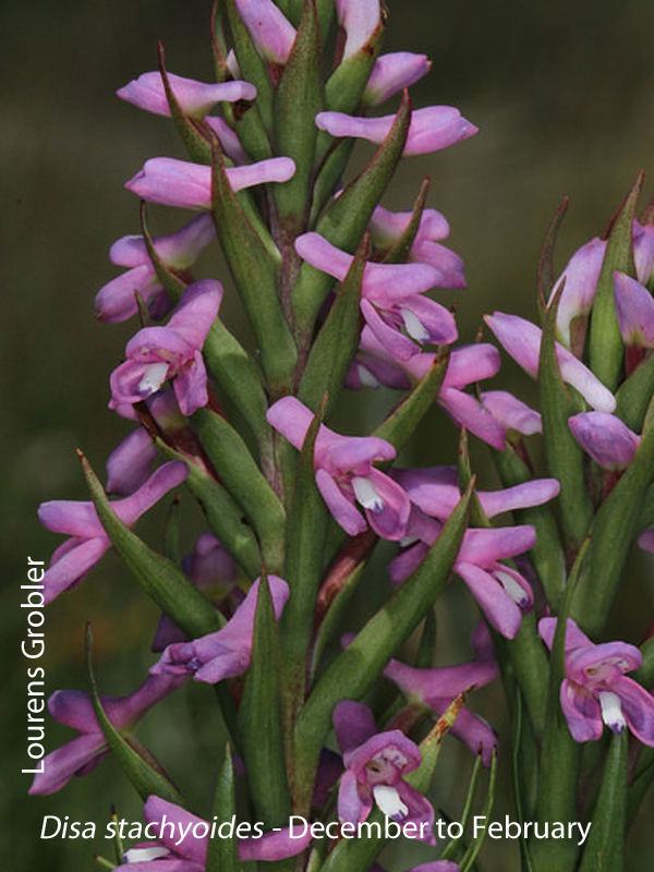 Disa stachyoides by Lourens Grobler