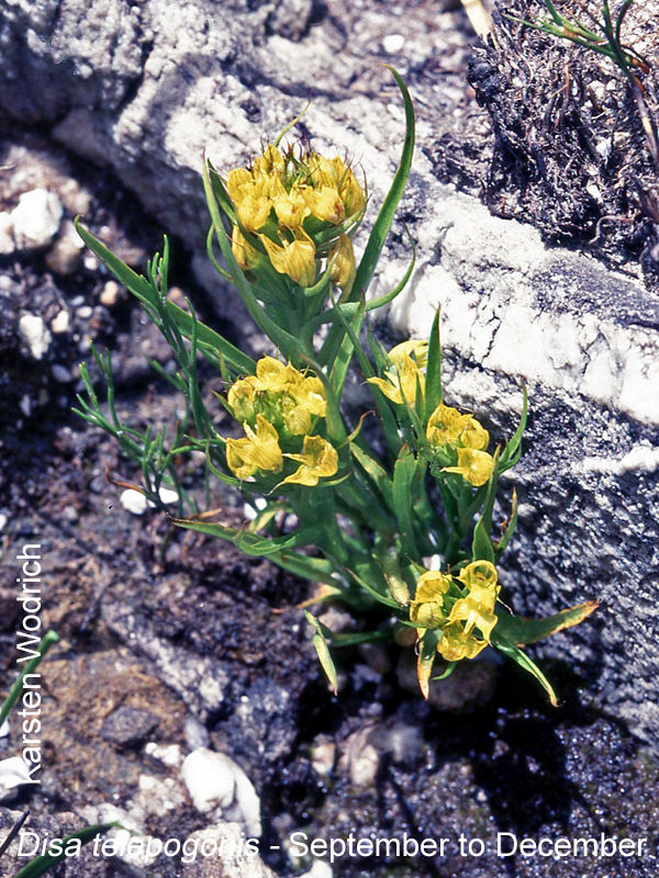 Disa telipogonis by Karsten Wodrich