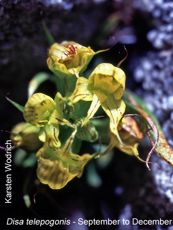 Disa telipogonis by Karsten Wodrich
