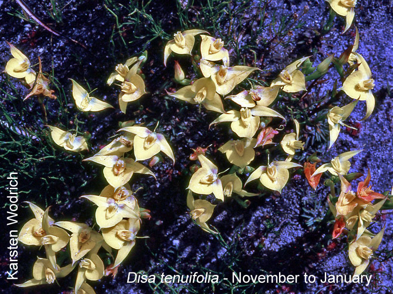 Disa tenuifolia by Karsten Wodrich