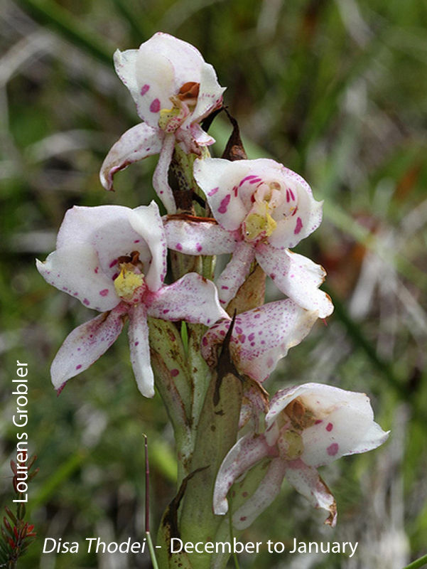 Disa thodei by Lourens Grobler