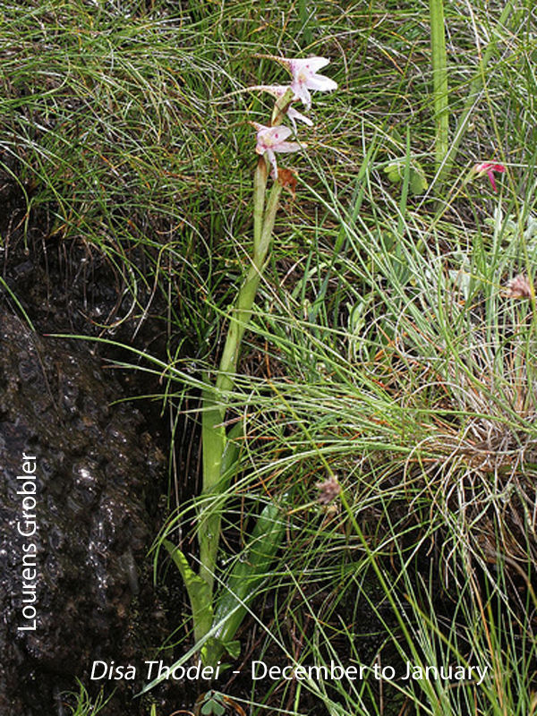 Disa thodei by Lourens Grobler