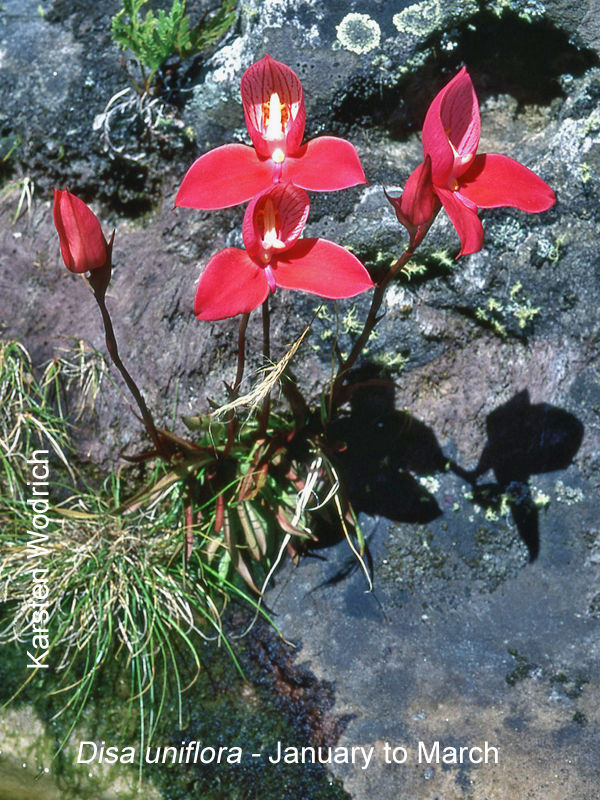 Disa uniflora by Karsten Wodrich