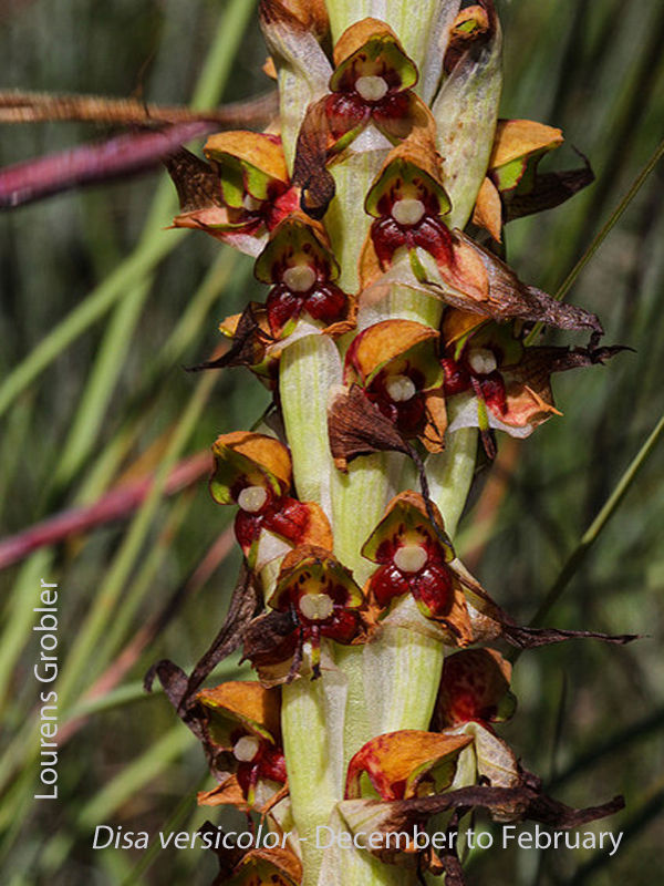 Disa versicolor by Lourens Grobler 