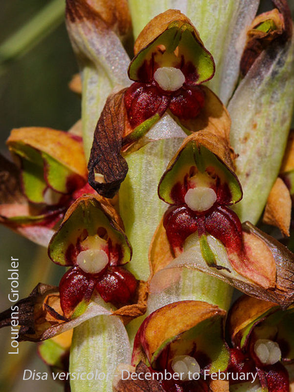 Disa versicolor by Lourens Grobler 