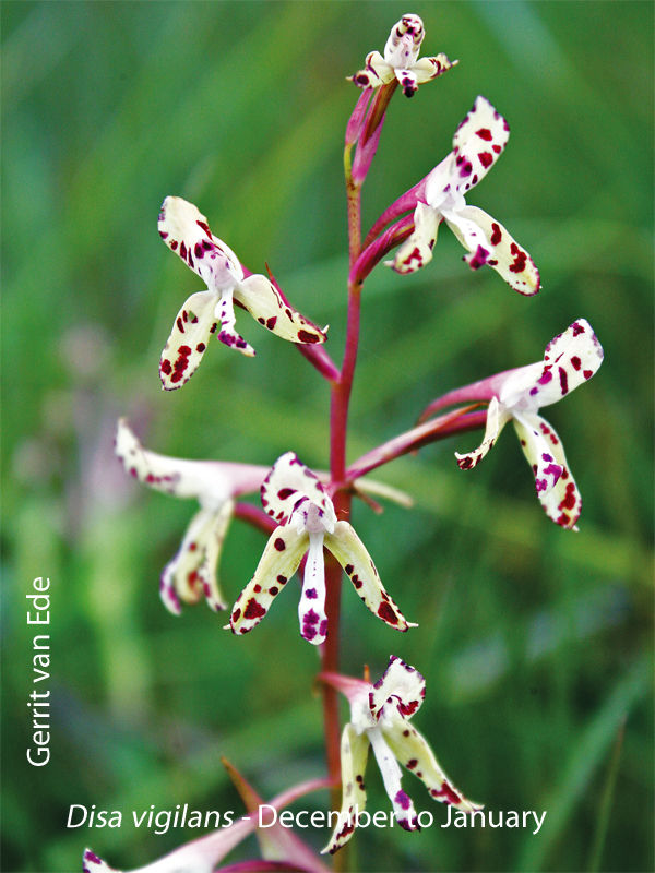 Disa vigilans by Gerrit van Ede