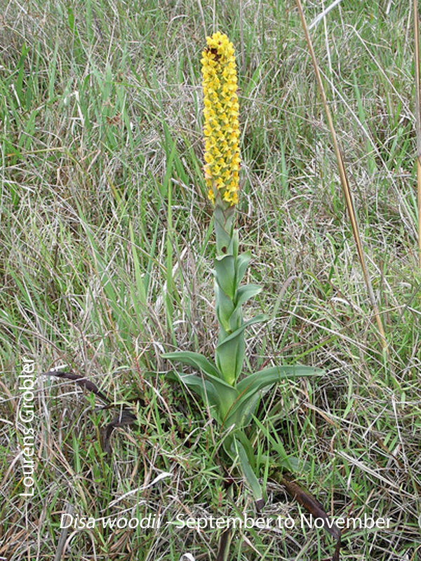 Disa woodii by Lourens Grobler 