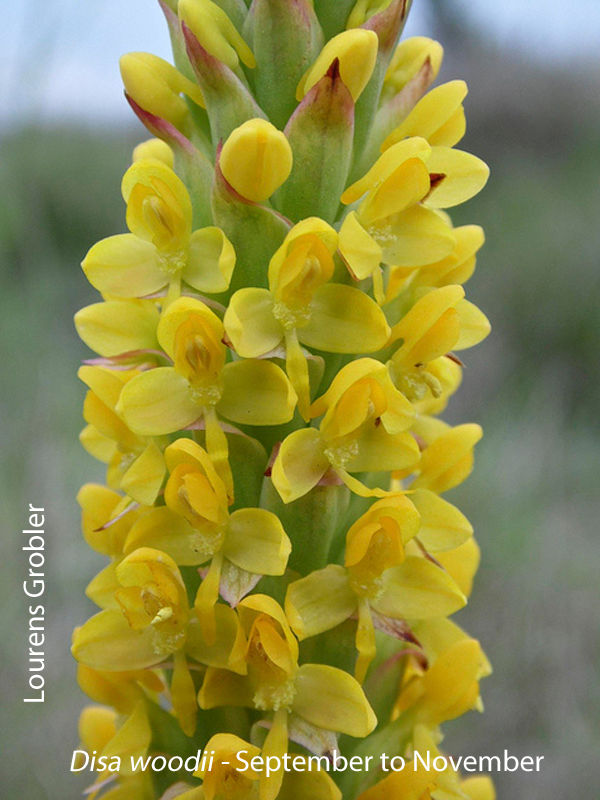 Disa woodii by Lourens Grobler 