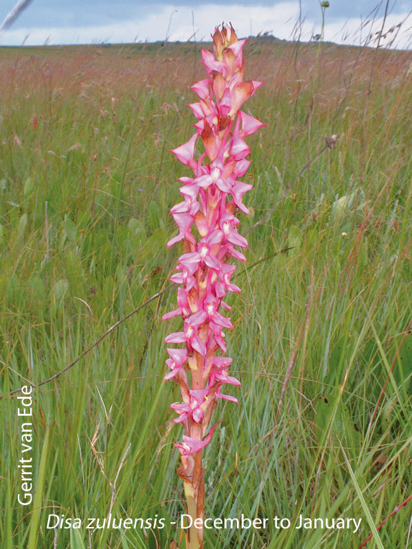 Disa zuluensis by Gerrit van Ede