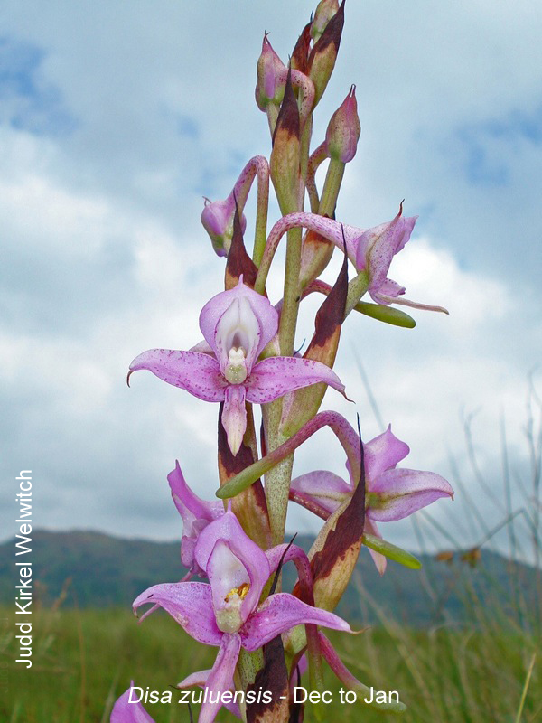 Disa zuluensis by Judd Kirkel Welwitch