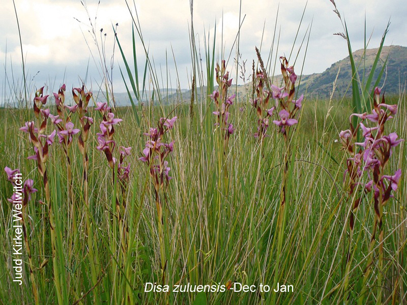 Disa zuluensis by Judd Kirkel Welwitch