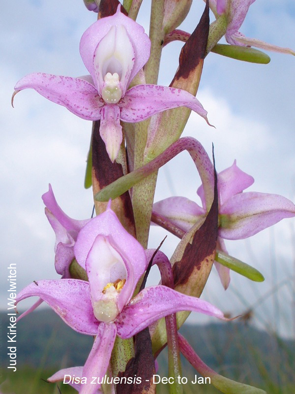 Disa zuluensis by Judd Kirkel Welwitch