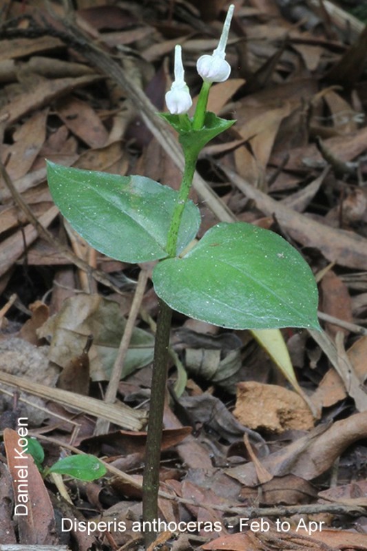 Disperis anthoceras by Daniel Koen